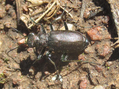 Cicindela nebraskana