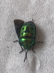 Chrysocoris