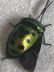 Chrysocoris