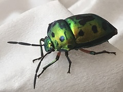 Chrysocoris