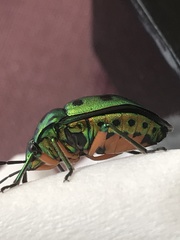 Chrysocoris