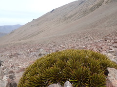 Aciphylla dobsonii