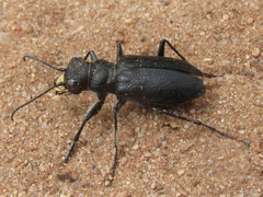 Cicindela nebraskana