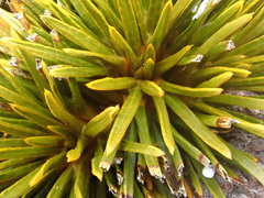 Aciphylla dobsonii