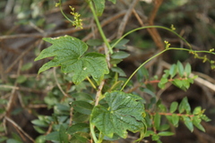 Dioscorea reticulata