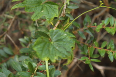 Dioscorea reticulata
