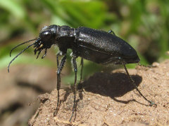Cicindela nebraskana