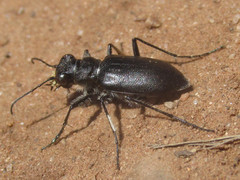 Cicindela nebraskana