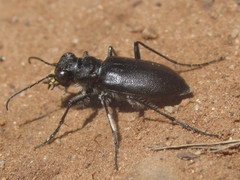 Cicindela nebraskana