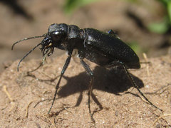 Cicindela nebraskana