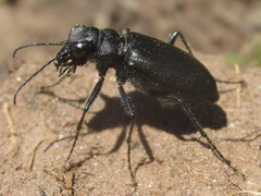 Cicindela nebraskana