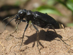 Cicindela nebraskana