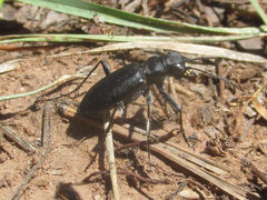 Cicindela nebraskana