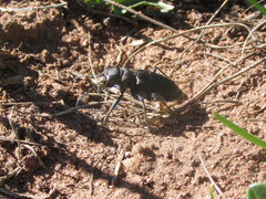 Cicindela nebraskana