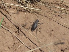 Cicindela nebraskana