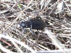 Cicindela nebraskana