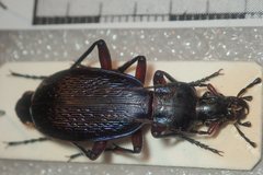 Carabus apschuanus pseudoplatessa