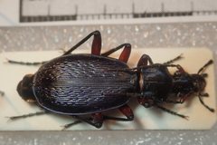 Carabus apschuanus pseudoplatessa