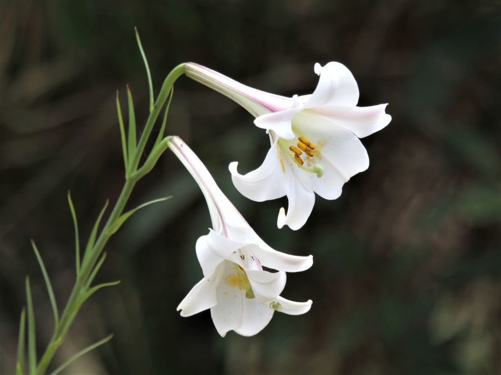 Lilium formosanum