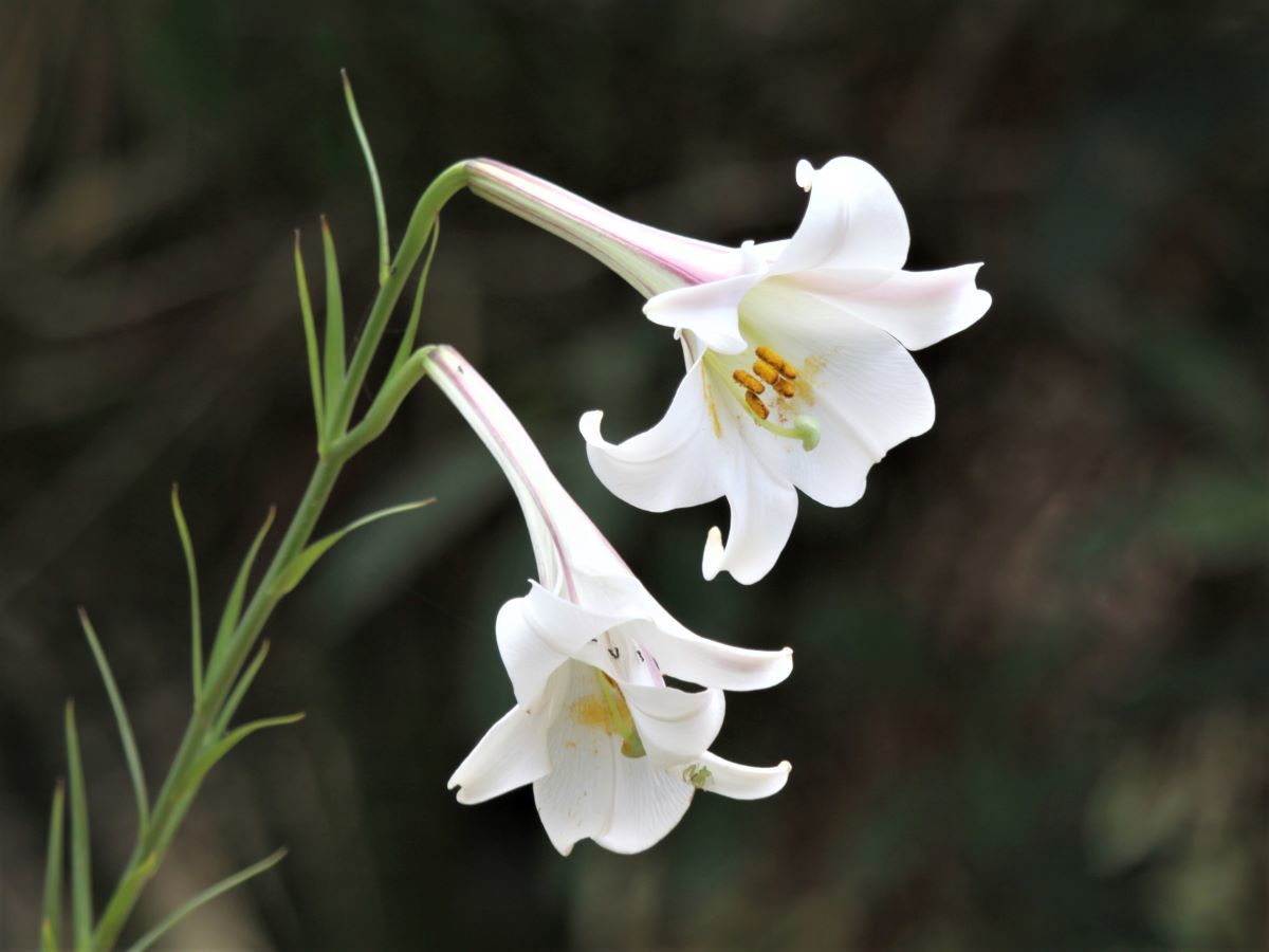 Fotos de Lilium formosanum · NaturaLista Mexico