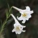 Lilium formosanum - Photo (c) Harvey Perkins,  זכויות יוצרים חלקיות (CC BY-NC), הועלה על ידי Harvey Perkins