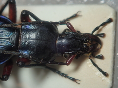 Carabus apschuanus pseudoplatessa