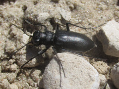 Cicindela nebraskana