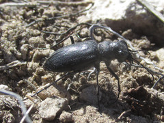 Cicindela nebraskana