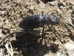 Cicindela nebraskana