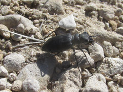 Cicindela nebraskana