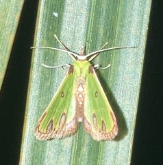 Synchlora xysteraria