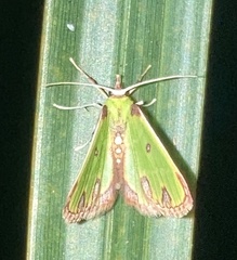 Synchlora xysteraria