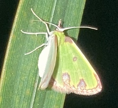 Synchlora xysteraria