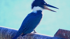 Megaceryle torquata