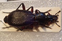 Carabus apschuanus pseudoplatessa