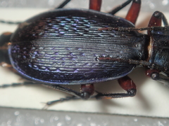 Carabus apschuanus pseudoplatessa