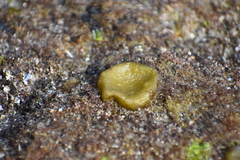 Colpomenia tuberculata