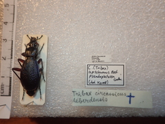 Carabus apschuanus pseudoplatessa