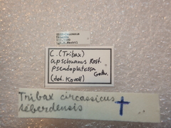 Carabus apschuanus pseudoplatessa