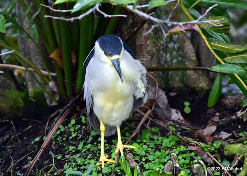 Black-crowned Night Heron photographed in Florida