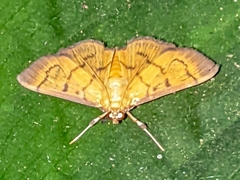 Omiodes indicata