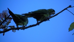 Psittacara strenuus