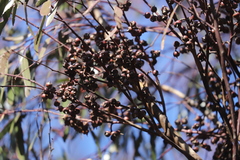 Eucalyptus protensa