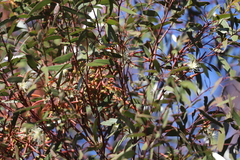 Eucalyptus protensa