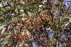 Eucalyptus protensa