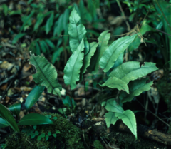 Diplazium cordifolium