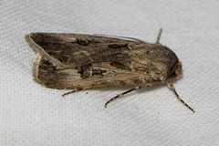 Agrotis munda
