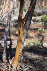 Eucalyptus protensa