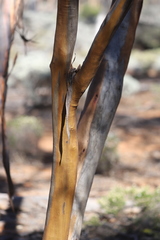 Eucalyptus protensa