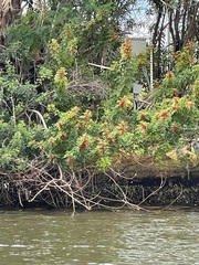Schinus terebinthifolia